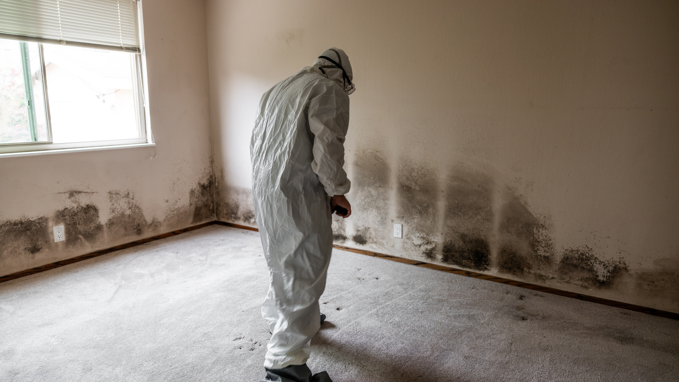 does ammonia kill mold when sprayed on affected areas