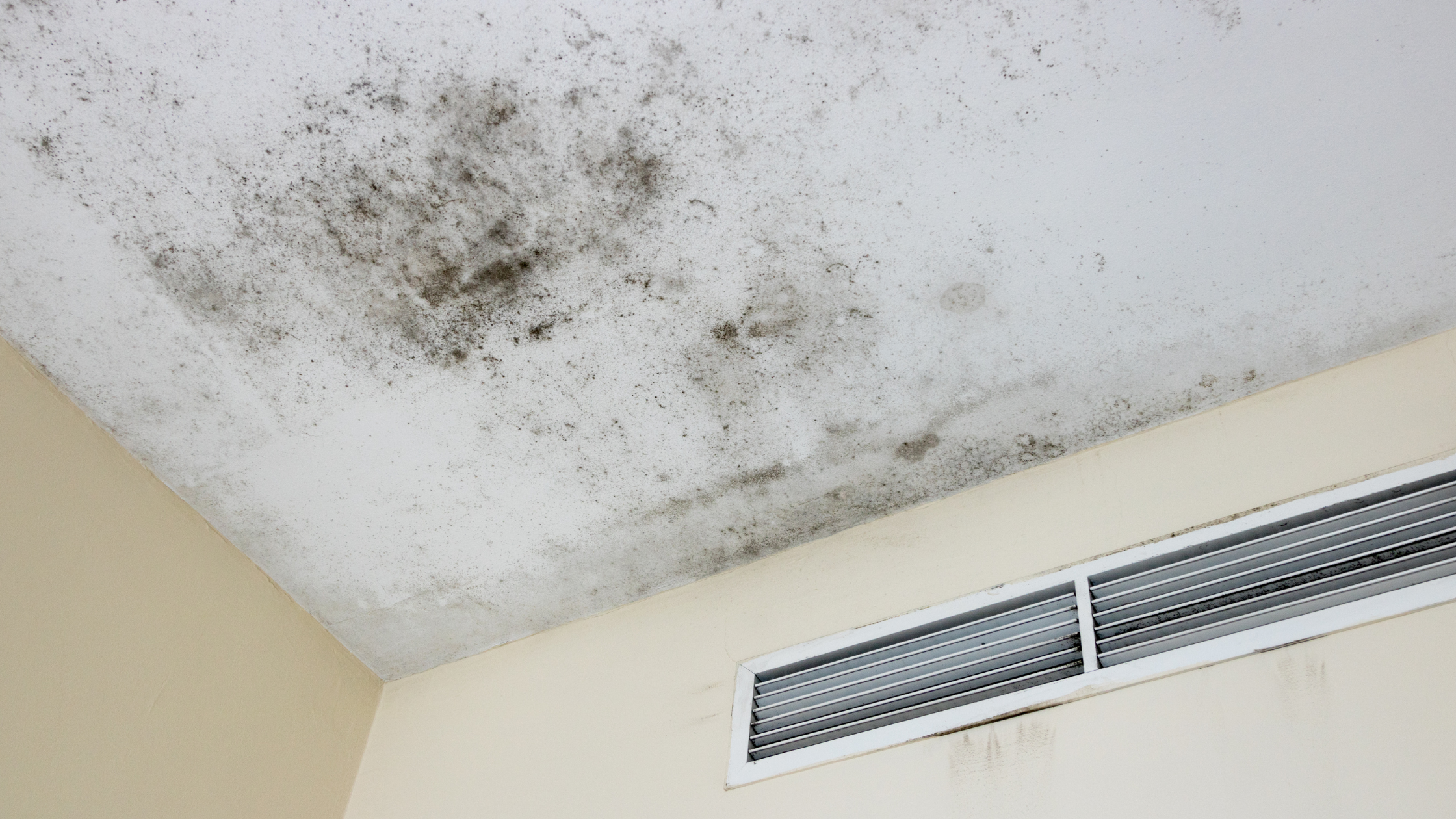 how to detect black mold in a home with visible mold growth