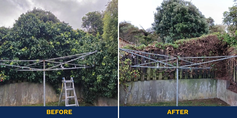 Overgrown backyard tree before professional tree pruning service in Porirua