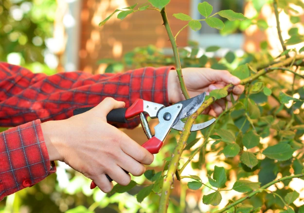 Tree pruning and garden maintenance service in Porirua and North Wellington