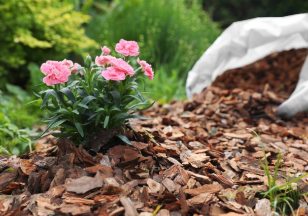 Freshly mulched garden with new plants and tidy borders in Kāpiti Coast