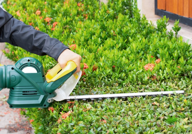 Neatly trimmed garden hedge by Better Call Ted, Porirua and Wellington region