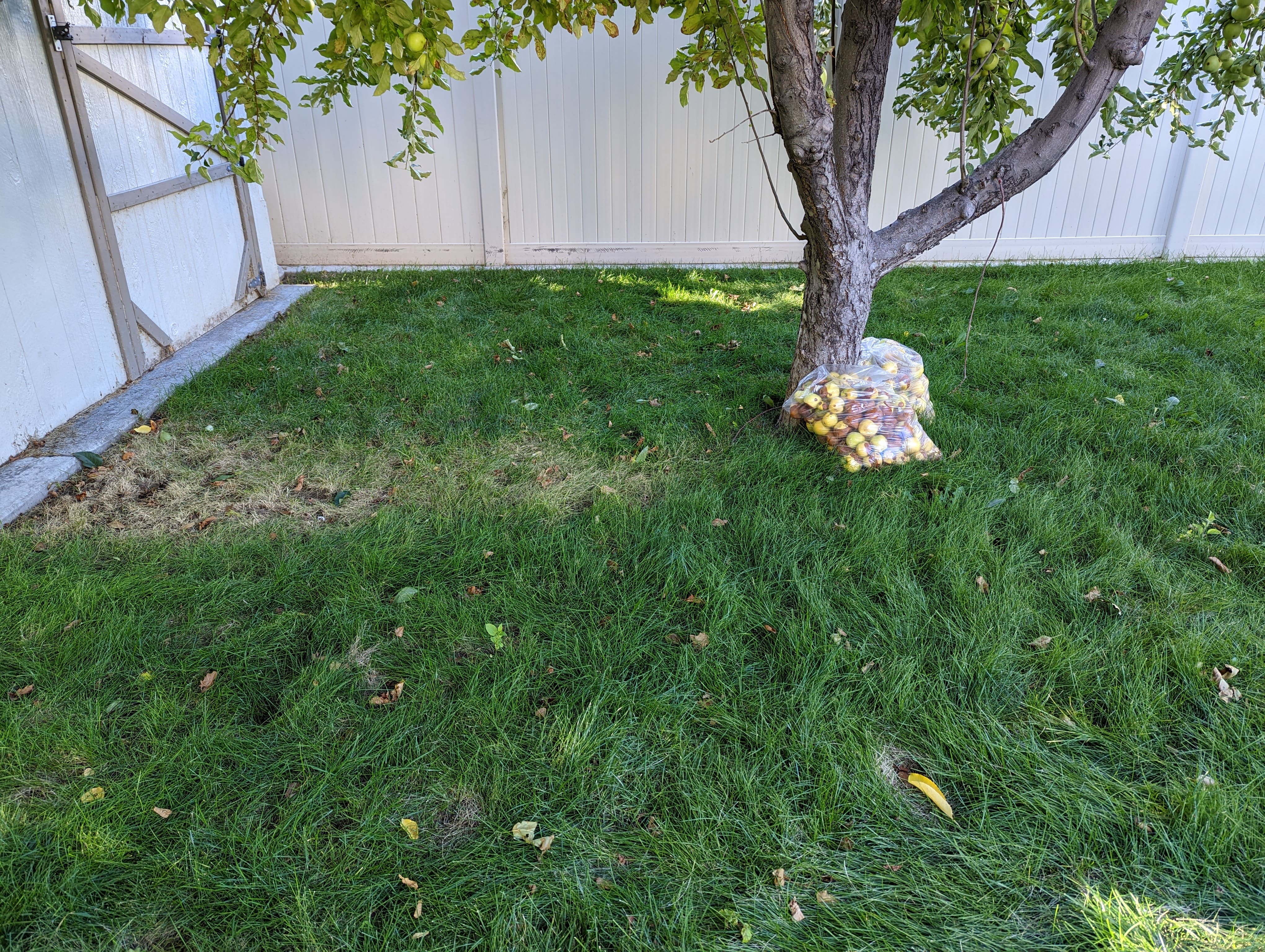 After dog waste removal cleanup by Number Two Crew in a residential yard