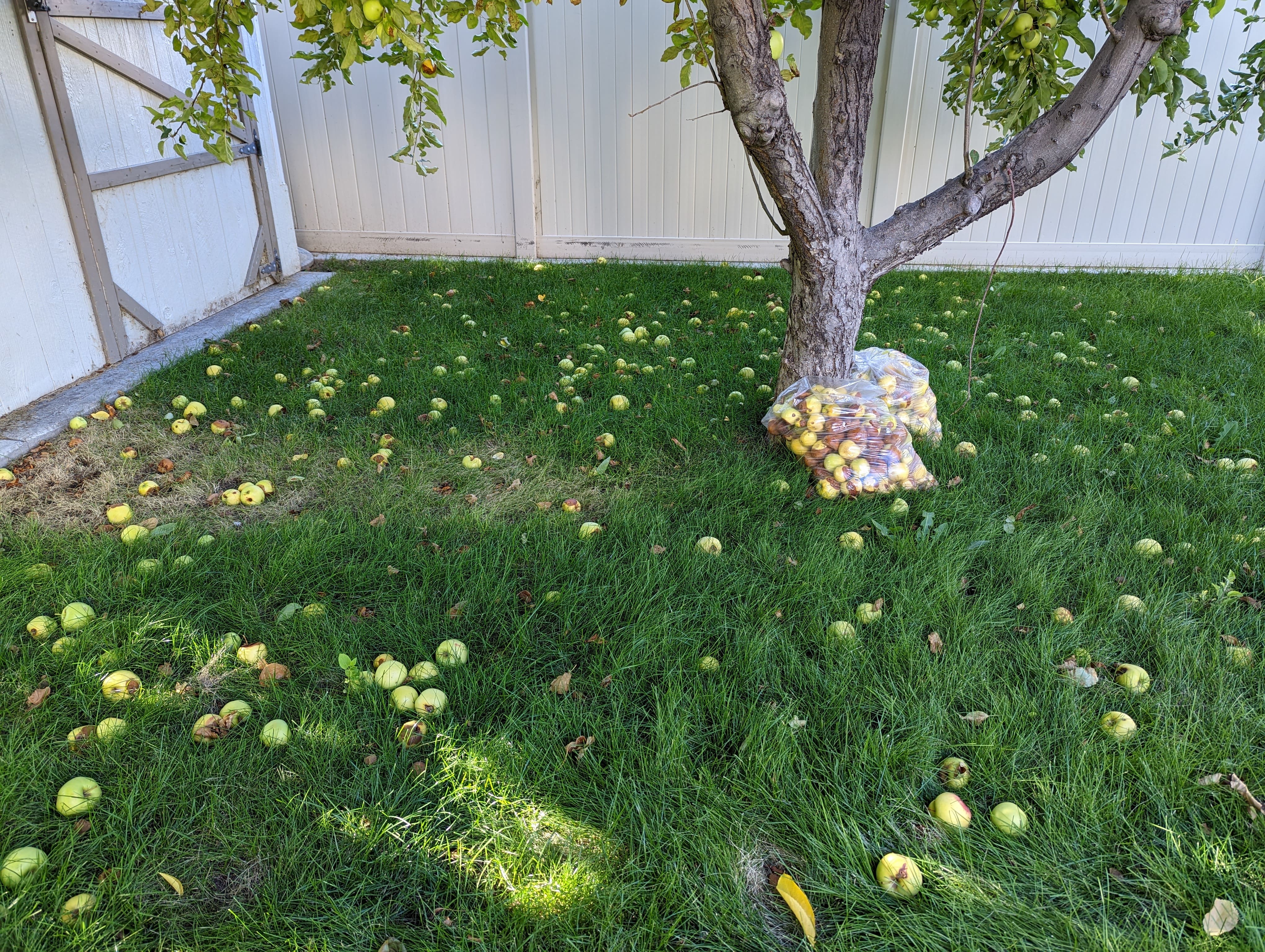 Before dog waste removal cleanup by Number Two Crew in a residential yard