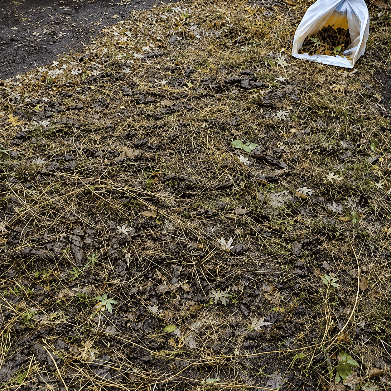 Before dog waste removal cleanup by Number Two Crew on an outdoor pet area