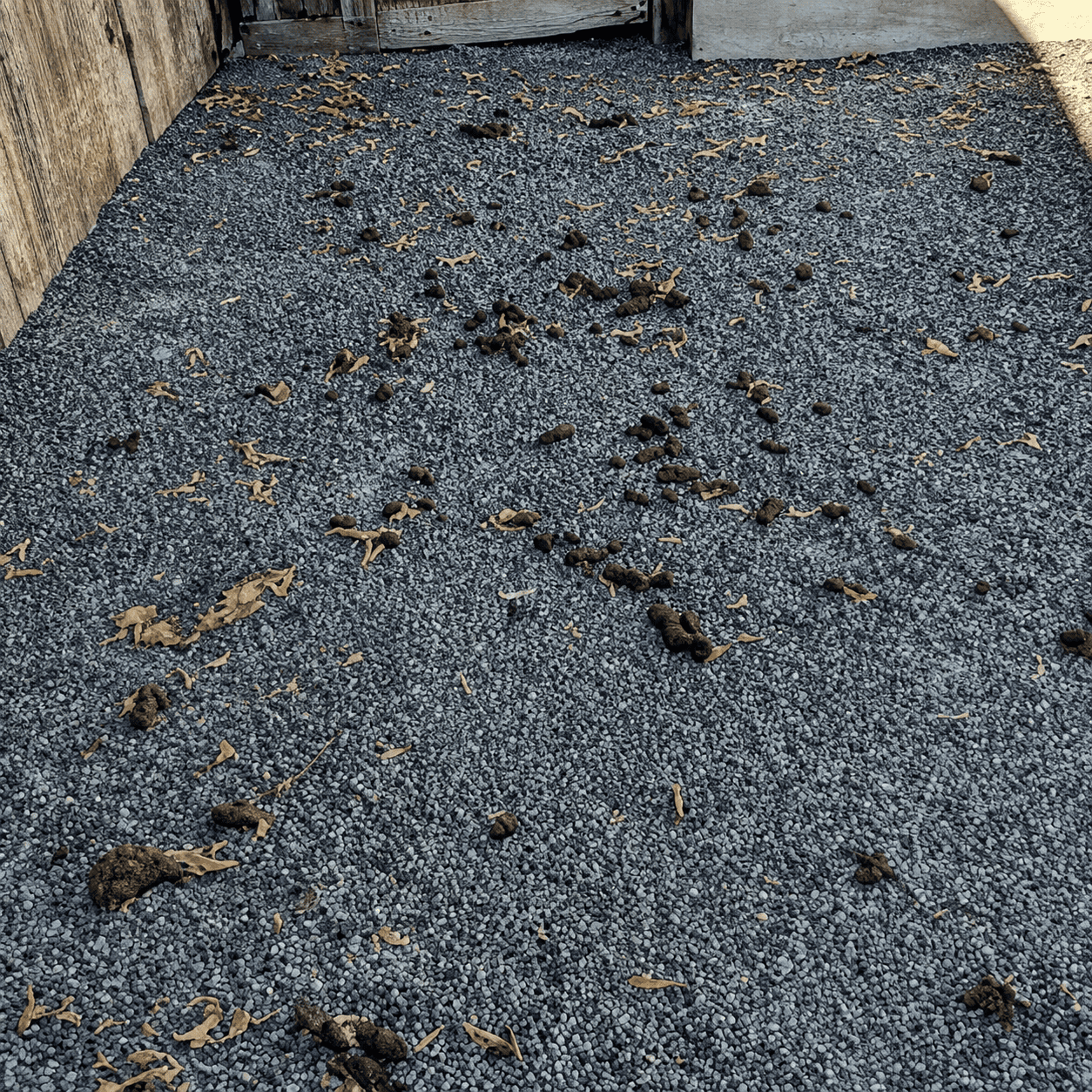 Before dog waste removal cleanup by Number Two Crew in a residential yard