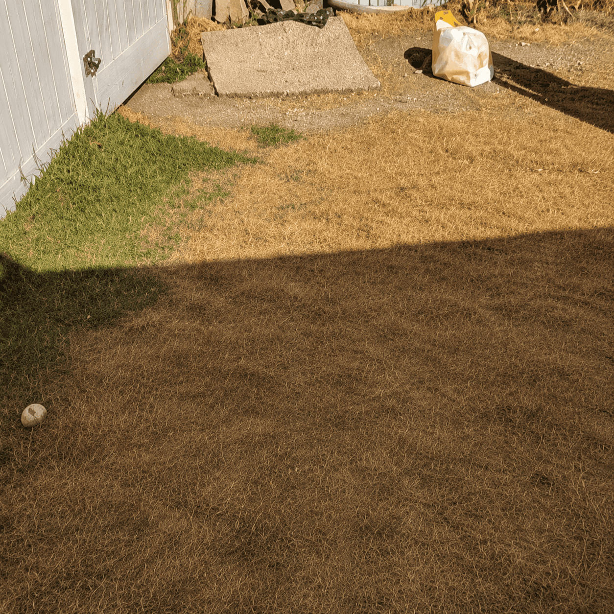 Before dog waste removal cleanup by Number Two Crew in a residential yard
