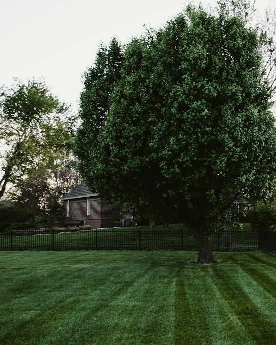 Yard deodorizing sprayer placed on a green lawn in a clean residential backyard