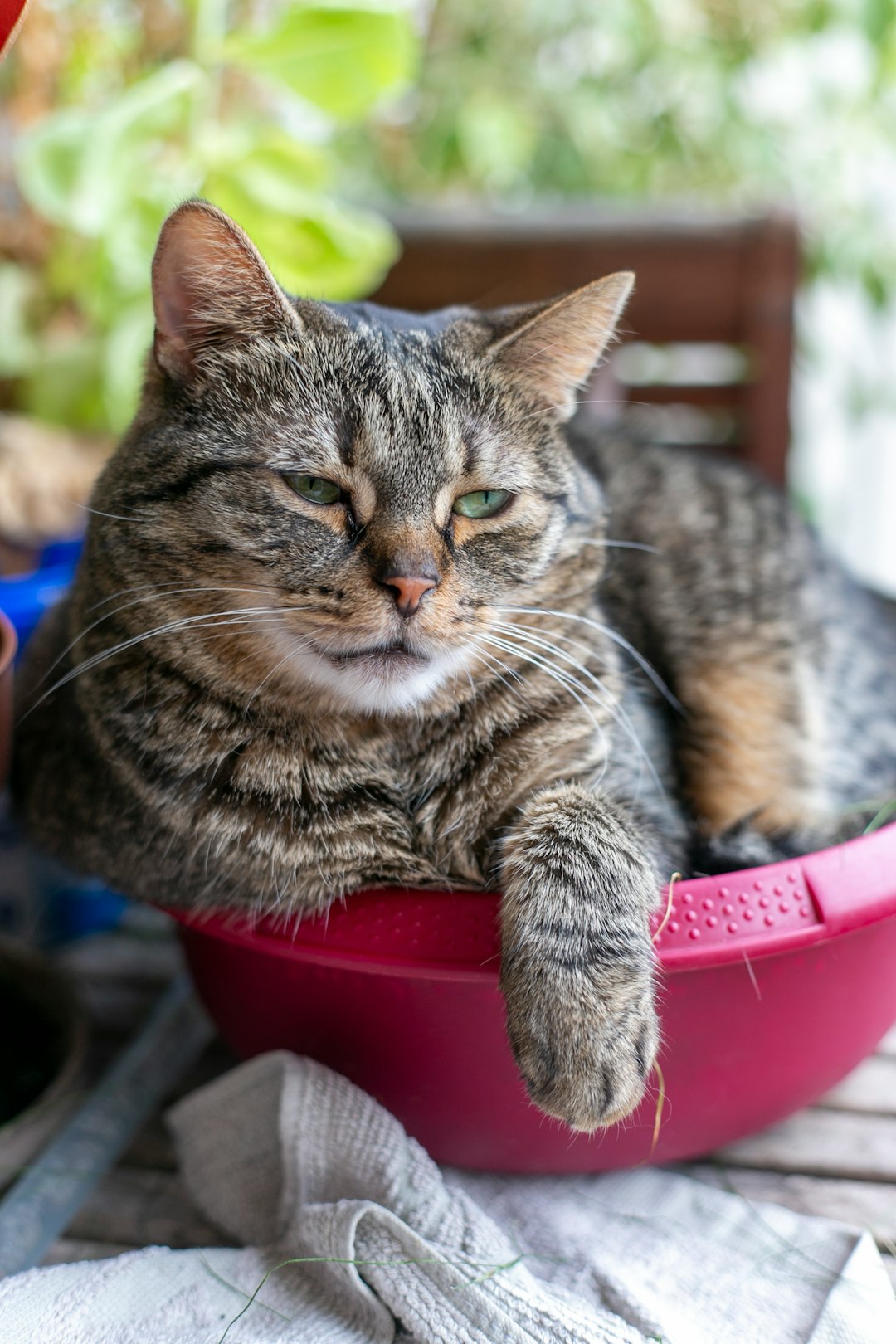 Number Two Crew cat litter cleanout service for cleaner indoor spaces