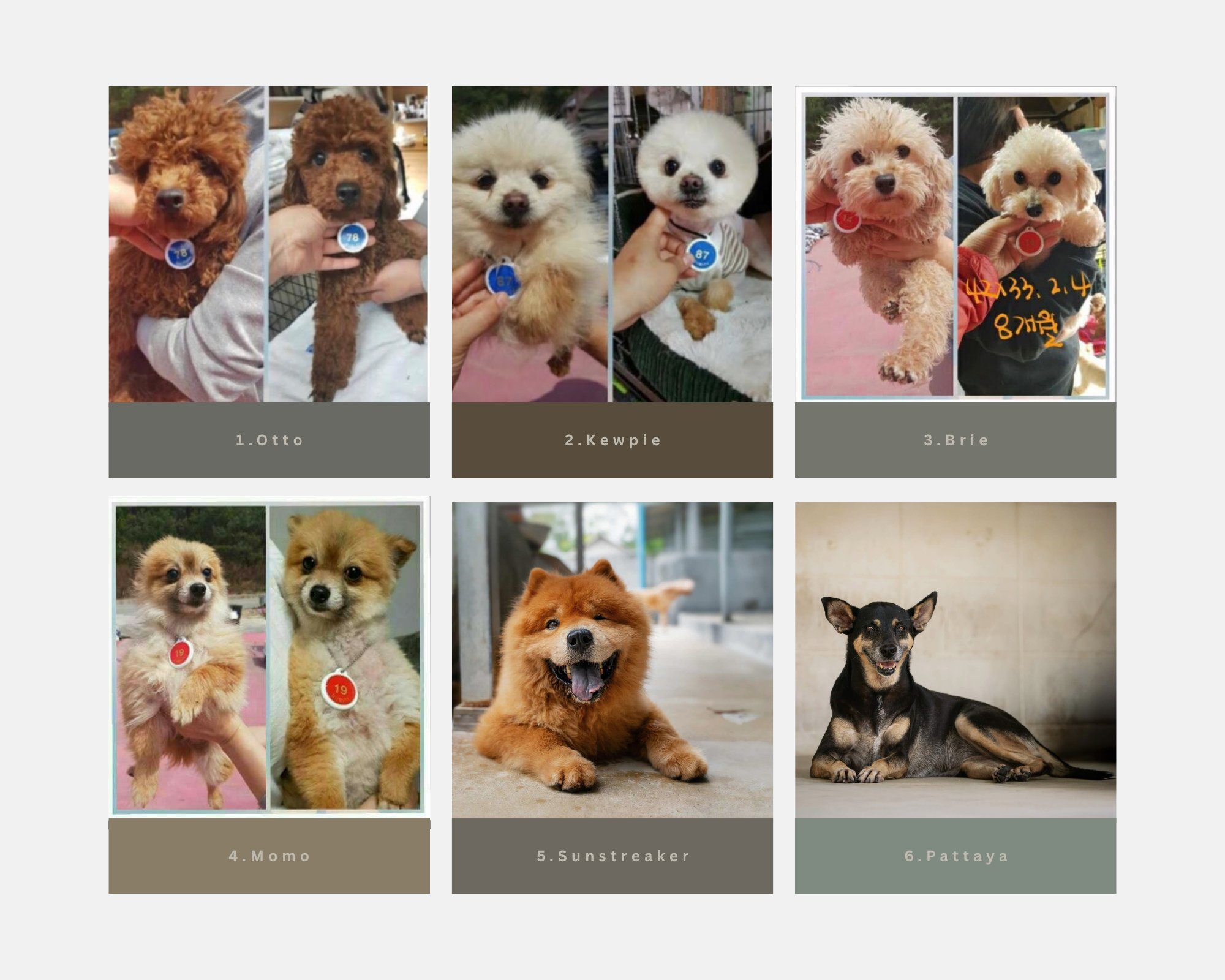 Otto, Kewpie, Brie, Momo, Sunstreaker and Pattaya — Nikki's rescued dogs