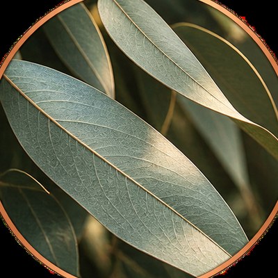 Close-up of eucalyptus leaves