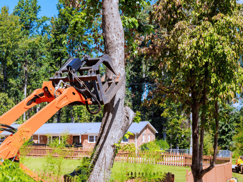 Tree removal in Marshalltown iowa