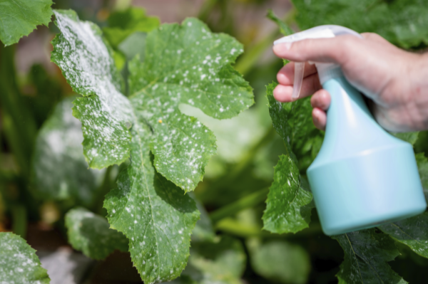 Image of Powderly Mildew
