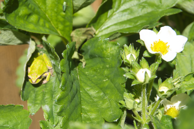 A frog in a strawberry plant