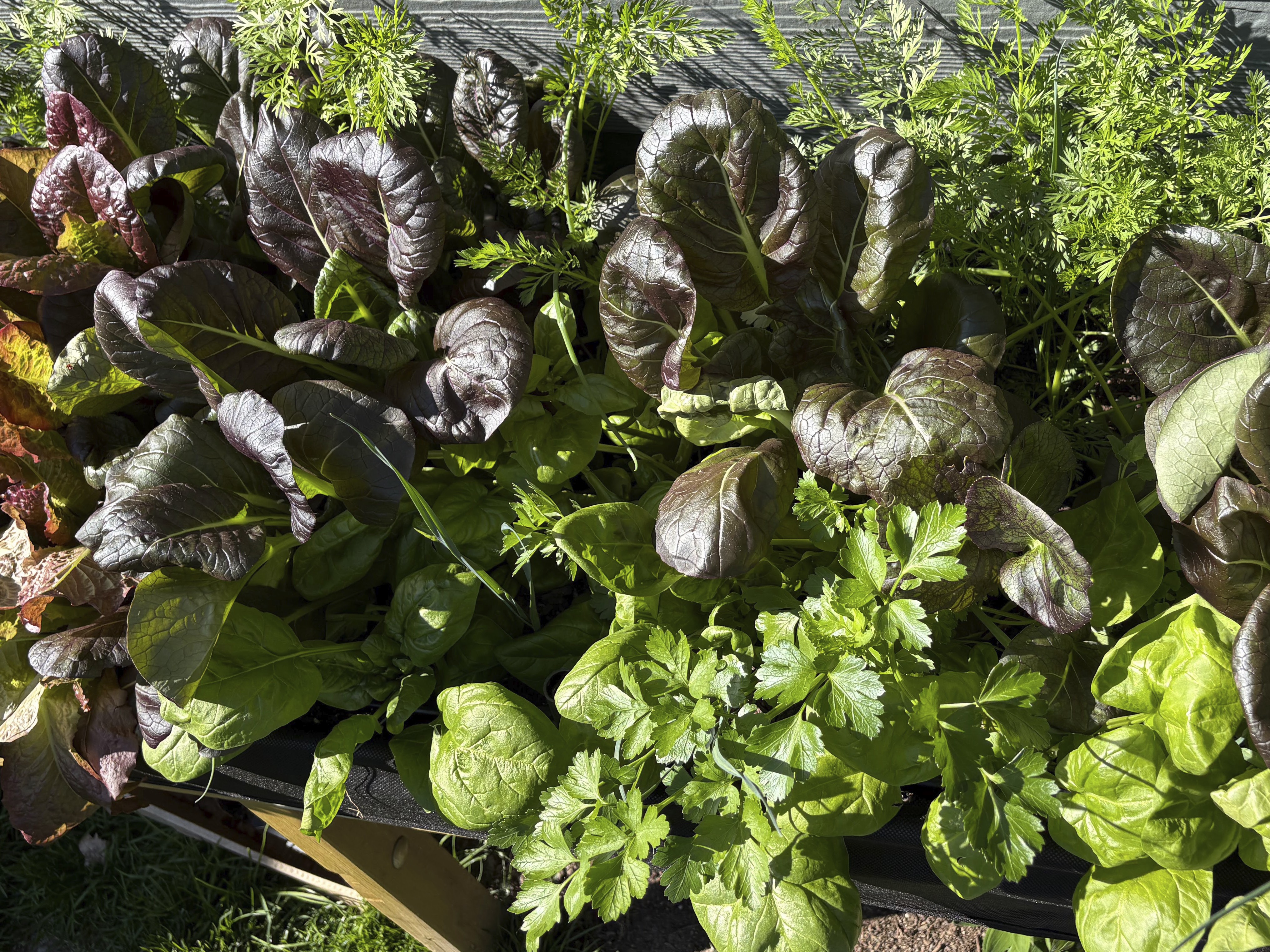 Picture of a spring garden that is full of lettuce, bok choy, and carrots. Picture of a spring garden that is full of lettuce, bok choy, and carrots.