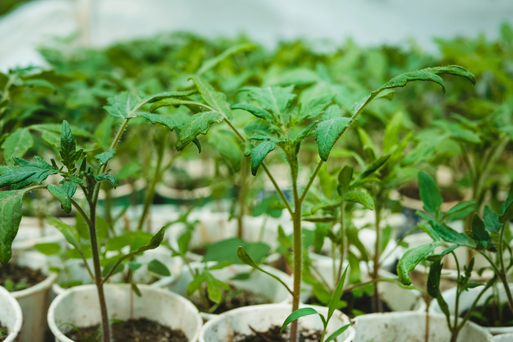 Picture of Tomato plant starts Picture of Tomato plant starts