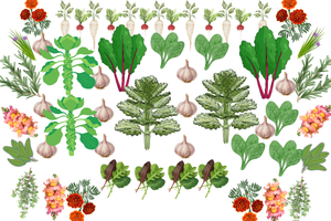 Image of a Fall Garden Layout 