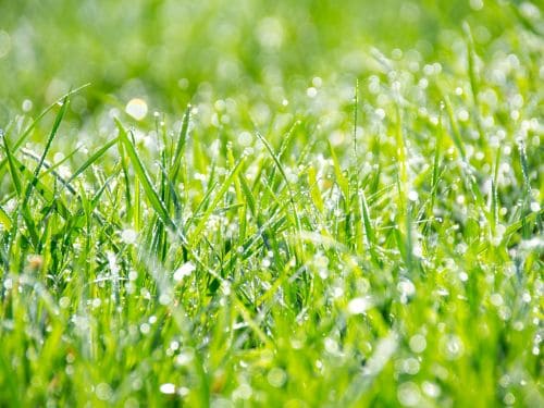 New Smyrna Beach Lawn Care