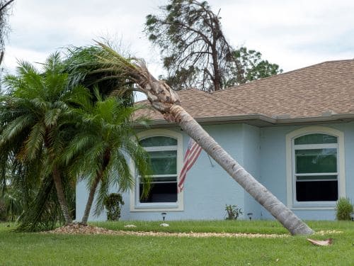 New Smyrna Beach Tree Services
