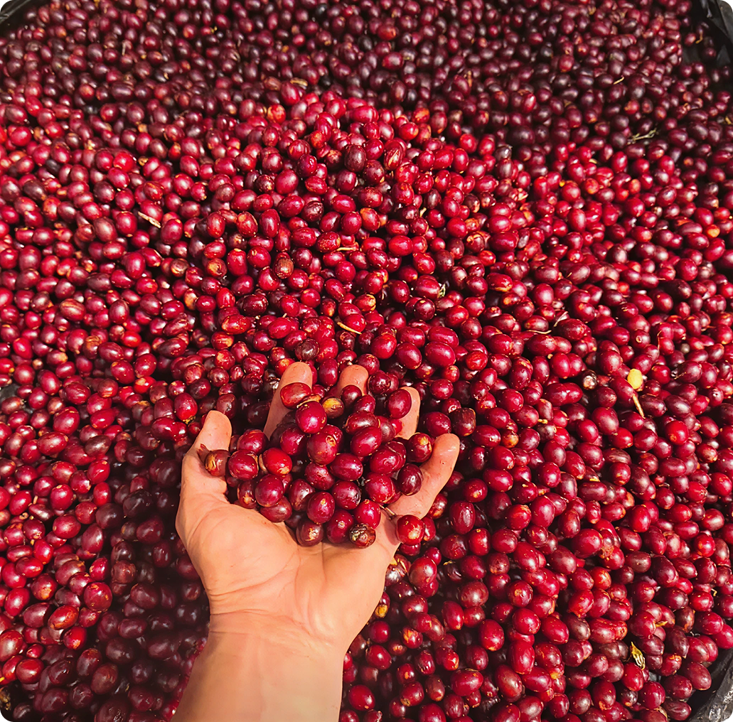 Cultivo de café