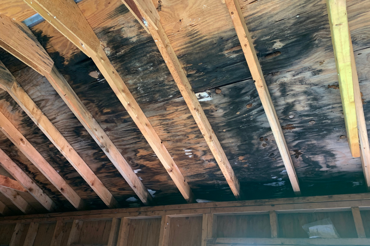 mold