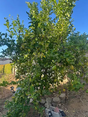 {{ custom_values.service_3 }} in {{custom_values.area_1})