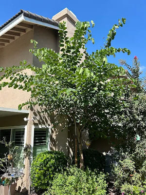 {{ custom_values.service_4 }} in {{custom_values.area_2})