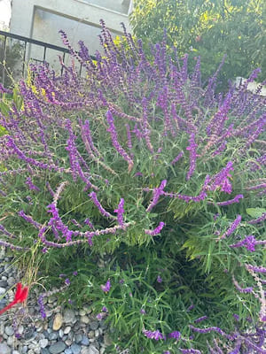 Yard Cleanup & Waste Removal in Diamond Bar