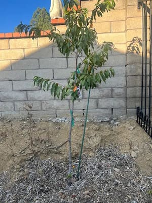 {{ custom_values.service_4 }} in {{custom_values.area_4})