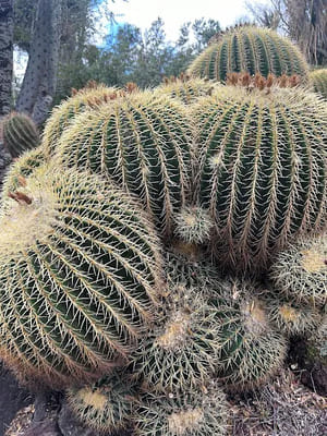 landscaping in Chino Hills