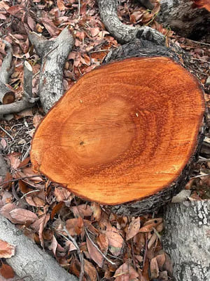 {{ custom_values.service_1 }} in {{custom_values.area_6})