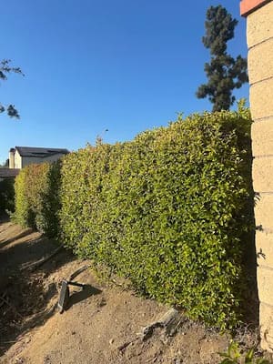 {{ custom_values.service_2 }} in {{custom_values.area_1})