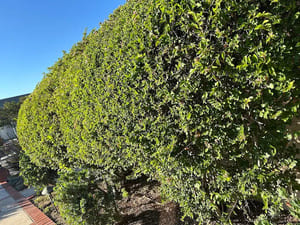 {{ custom_values.service_4 }} in {{custom_values.area_3})