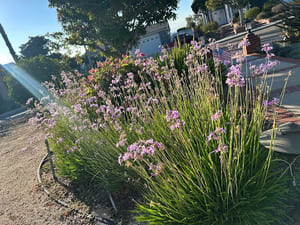 {{ custom_values.service_2 }} in {{custom_values.area_4})