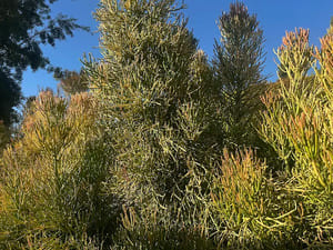 {{ custom_values.service_3 }} in {{custom_values.area_2})