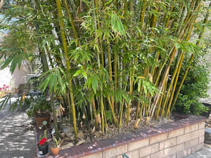 Gardening in Chino Hills