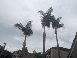 {{ custom_values.service_2 }} in {{custom_values.area_2})