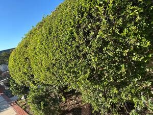 {{ custom_values.service_2 }} in {{custom_values.area_2})