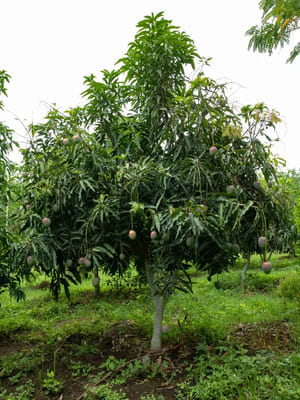 native plant garden design & installation in Diamond Bar