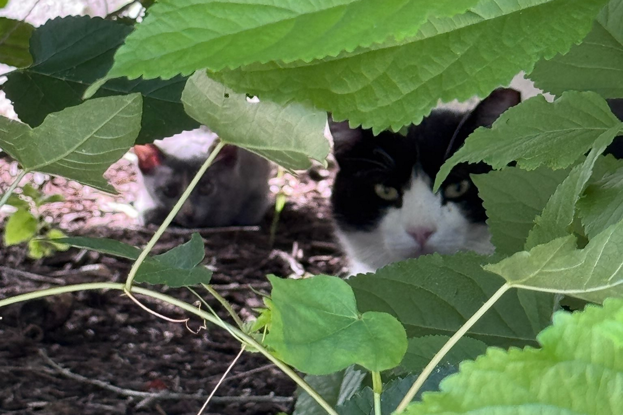 Feral cats in Mueller Feral cats in Mueller
