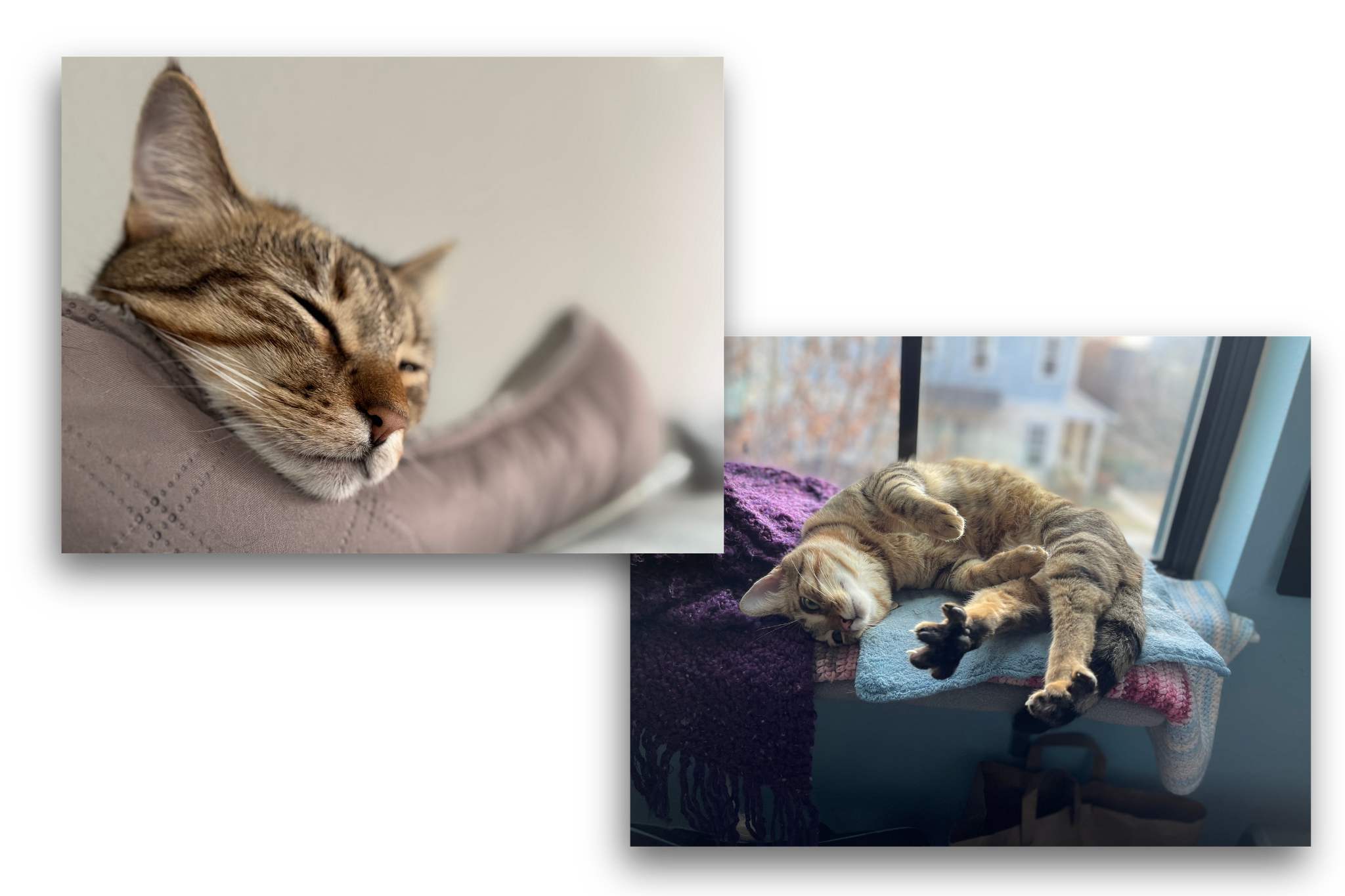 From Baby Feral to Best Feline Friend From Baby Feral to Best Feline Friend