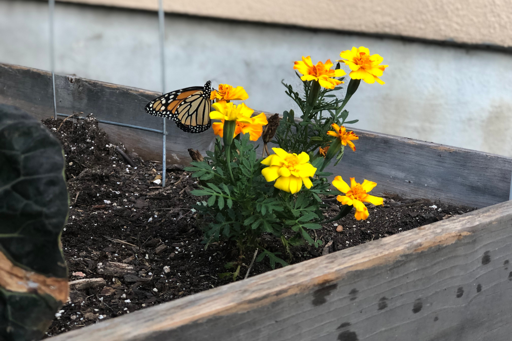 Marigolds and a Monarch in Mueller Marigolds and a Monarch in Mueller
