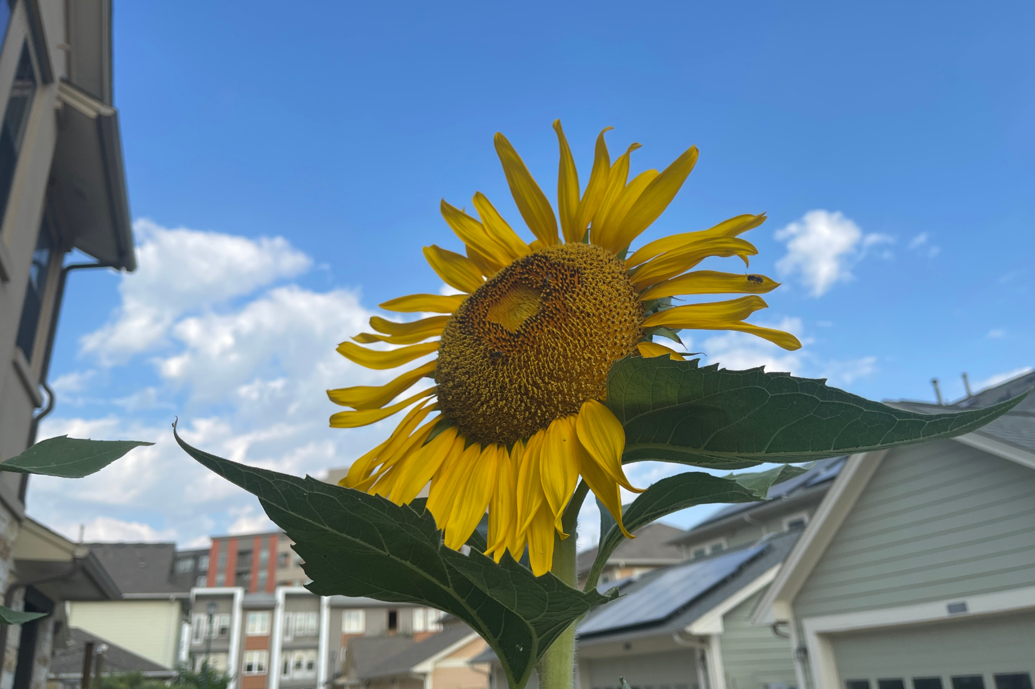 Bee on a sunflower in Mueller Bee on a sunflower in Mueller
