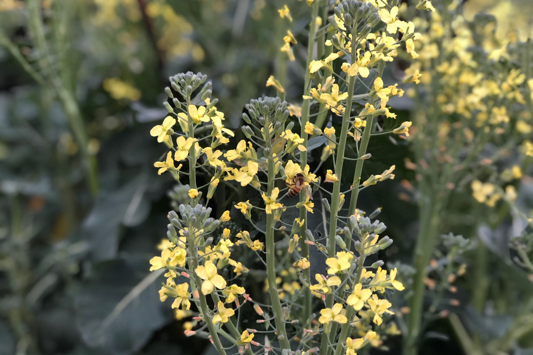 Bees on Broccoli Bees on Broccoli