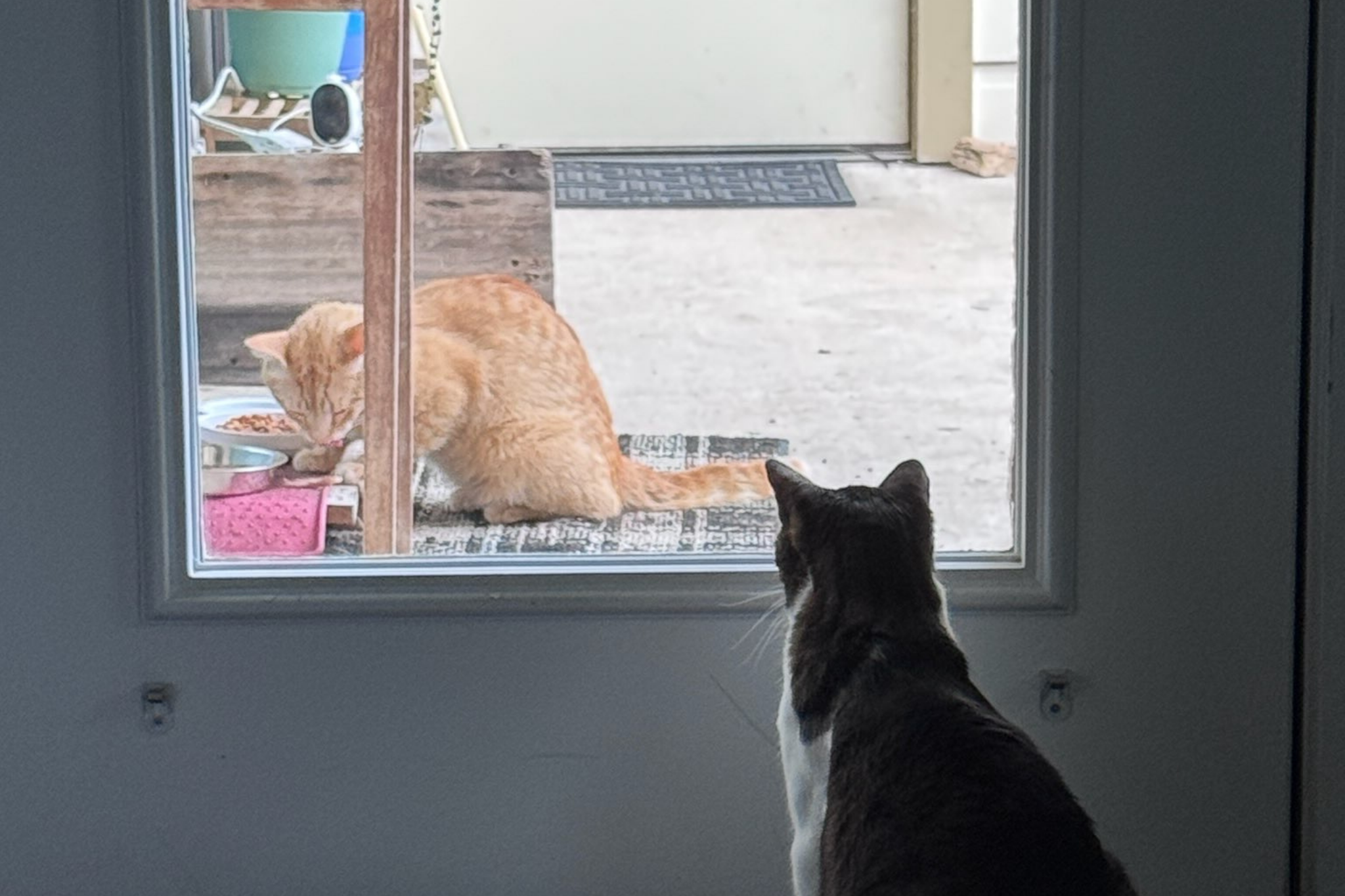 Indoor Cat Watches Outdoor Cat Eat Cat Food Indoor Cat Watches Outdoor Cat Eat Cat Food