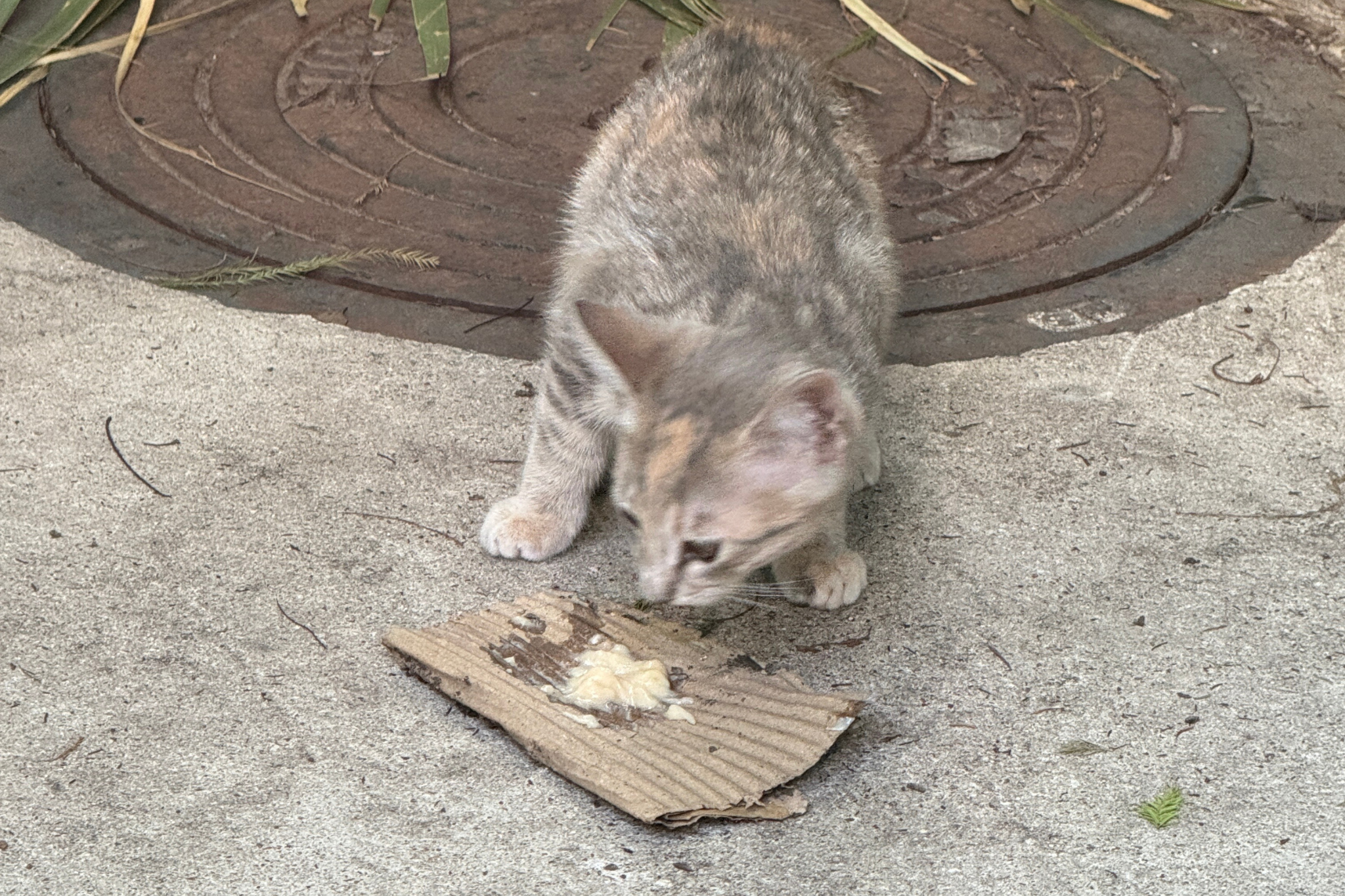 Feeding a feral kitten Feeding a feral kitten