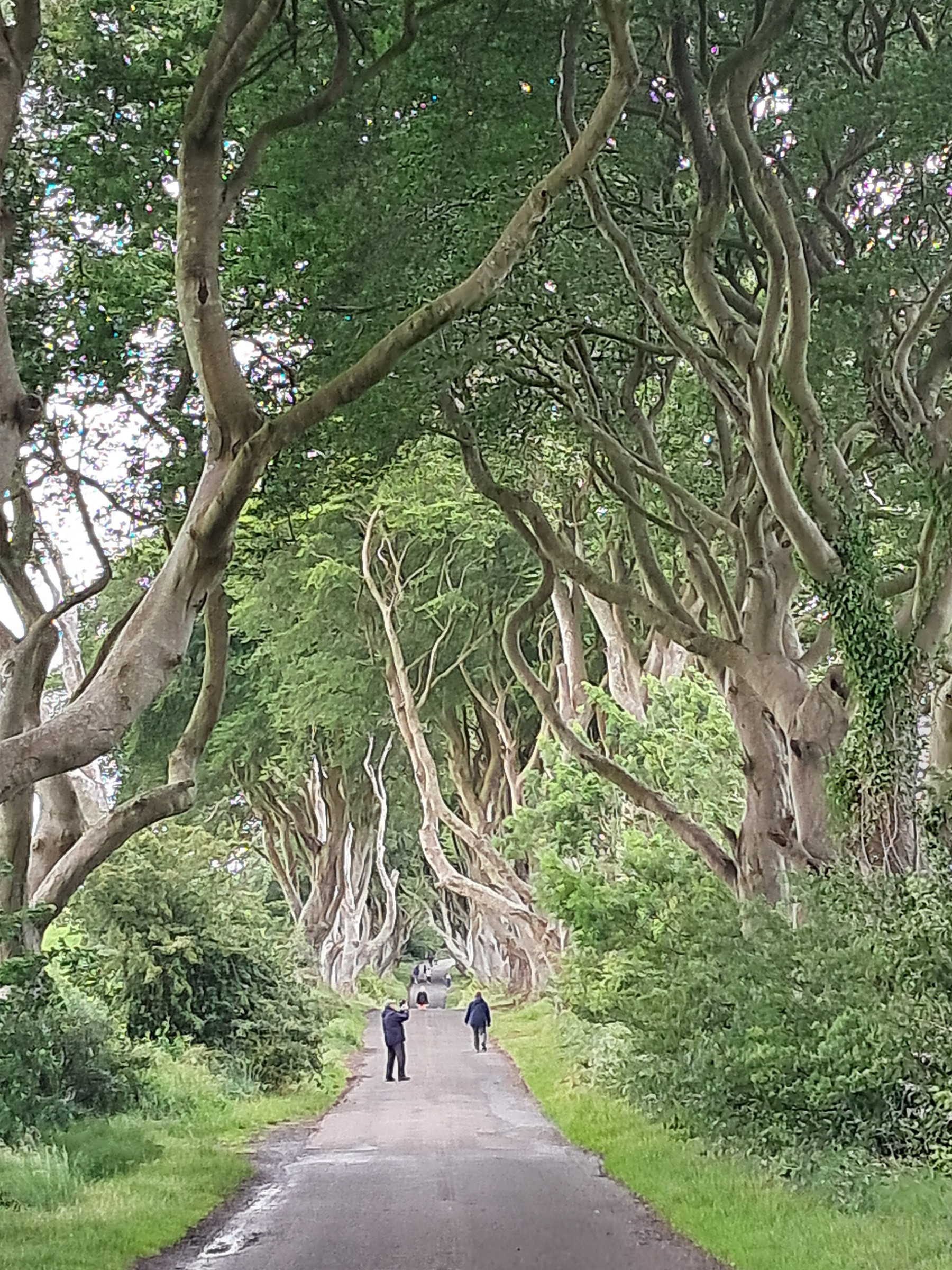 The Dark Hedges — a tree-lined avenue a bespoke day could include