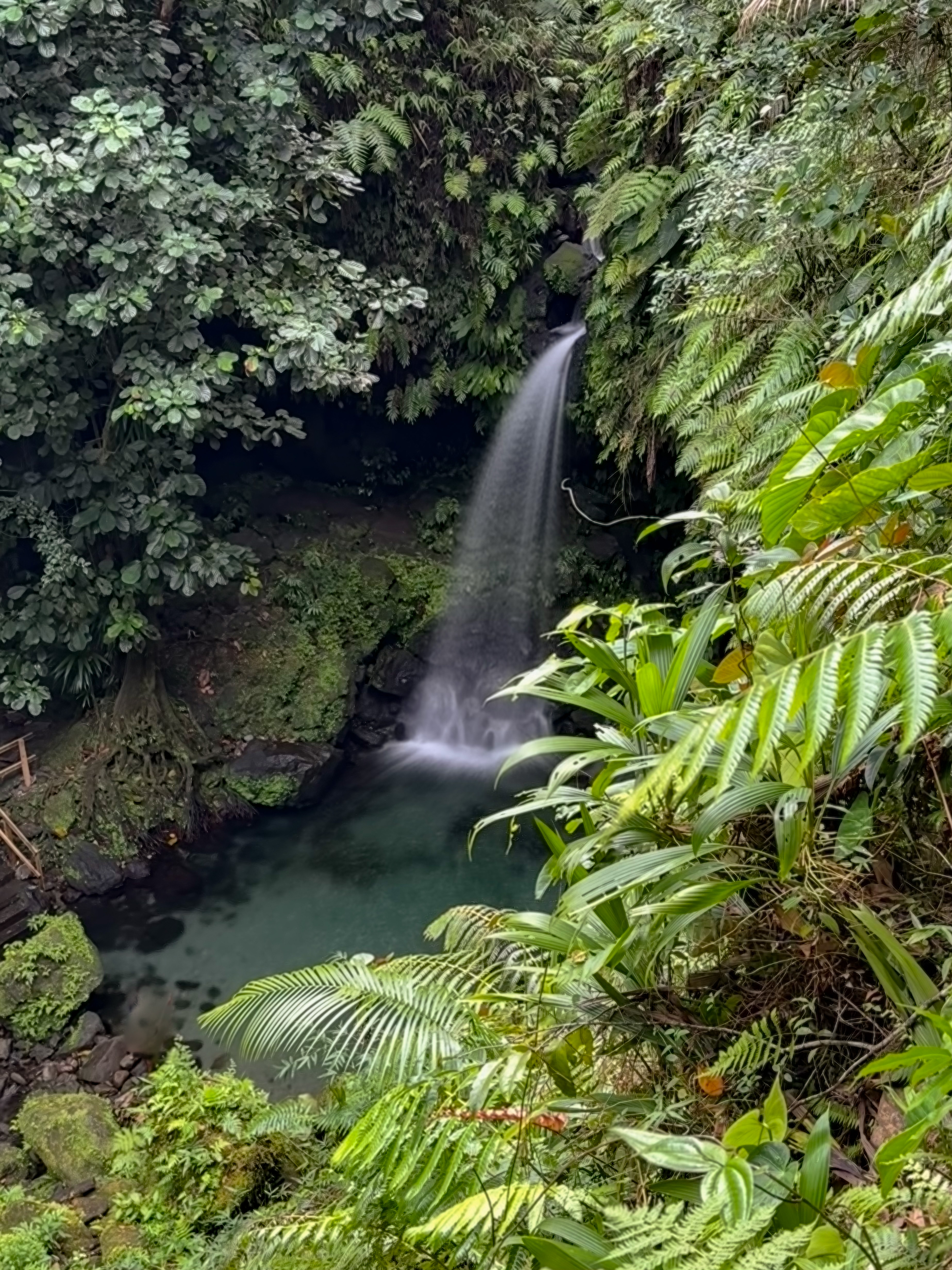 best waterfall in dominica | Emerald Pool best waterfall in dominica | Emerald Pool