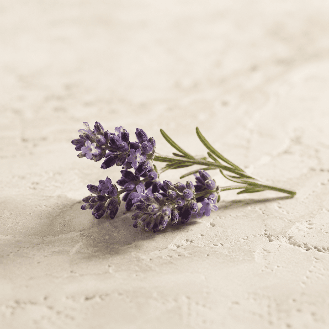 Lavanda, componente de Zenza Negocios