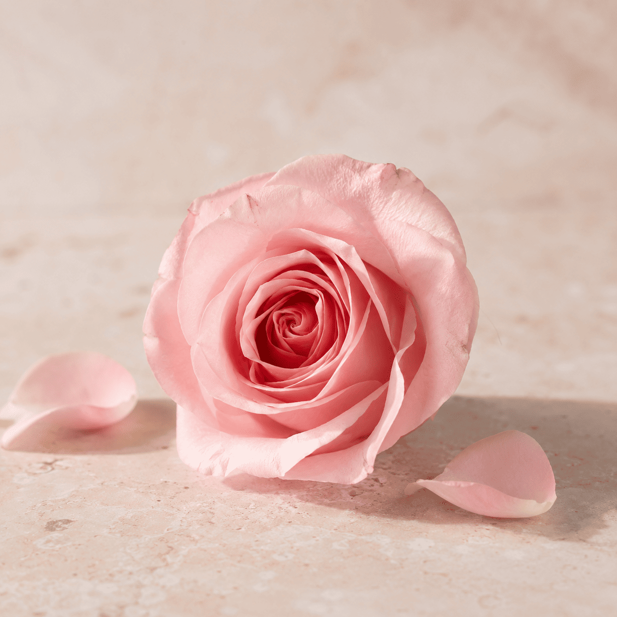 Rosa natural, componente de Zenza Amor